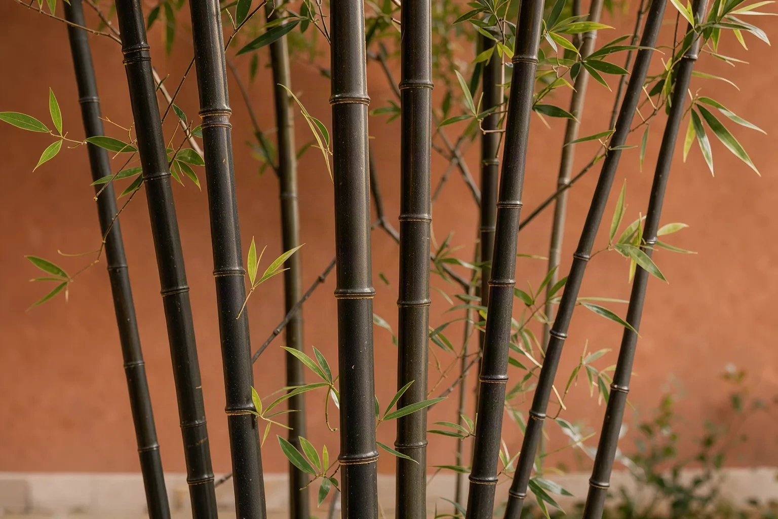 Chaumes noirs de bambou décoratif contre un mur